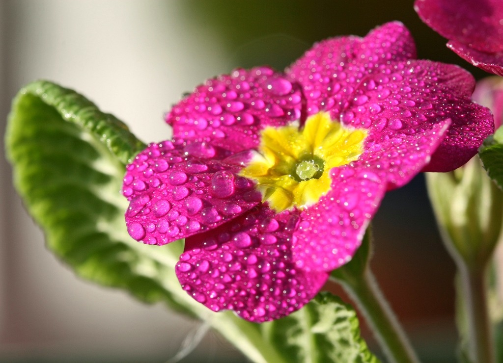 primrosblomma