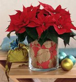 Poinsettia: Julstjärnan Poinsettia: Julstjärnan