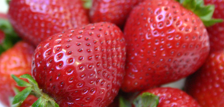 Fröplantor av jordgubbar och jordgubbar
