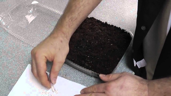 Fröplantor av jordgubbar och jordgubbar