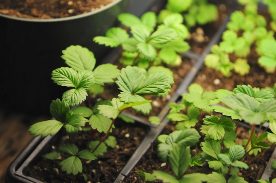 Fröplantor av jordgubbar och jordgubbar