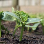 Gurkor av plantor Gurkor av plantor