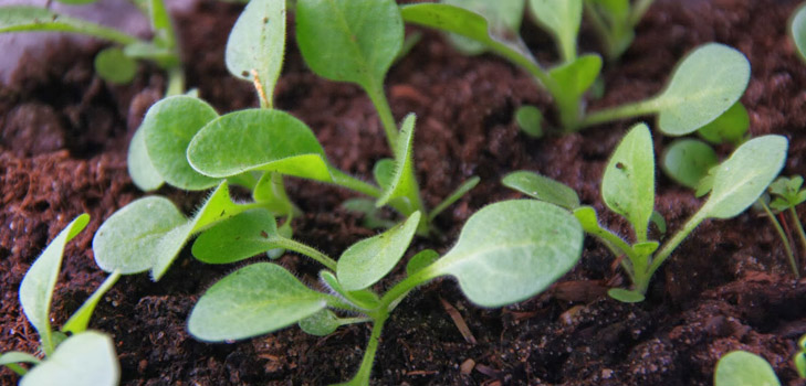 Fröplantor av petunia