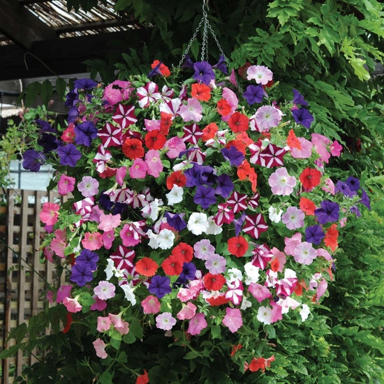 Fröplantor av petunia