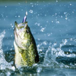 Fiske: Grunderna för nybörjare Fiske: Grunderna för nybörjare