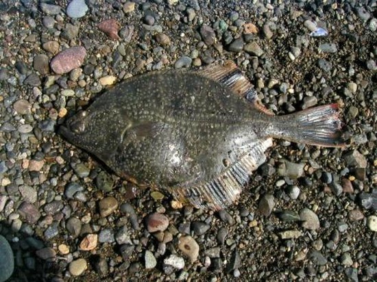 Fisk stora och små: de bästa platserna för fiske på Krim