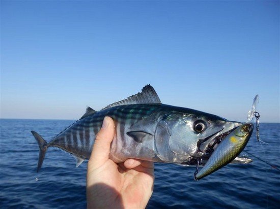 Fisk stora och små: de bästa platserna för fiske på Krim