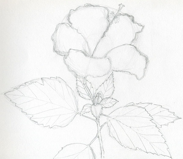 Figurblomma