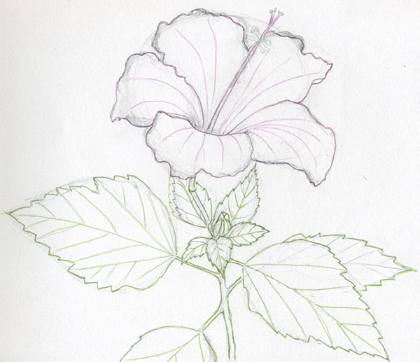 Figurblomma