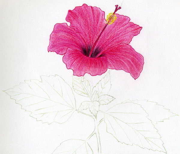 Figurblomma