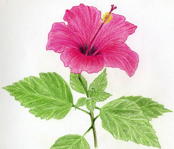 Figurblomma