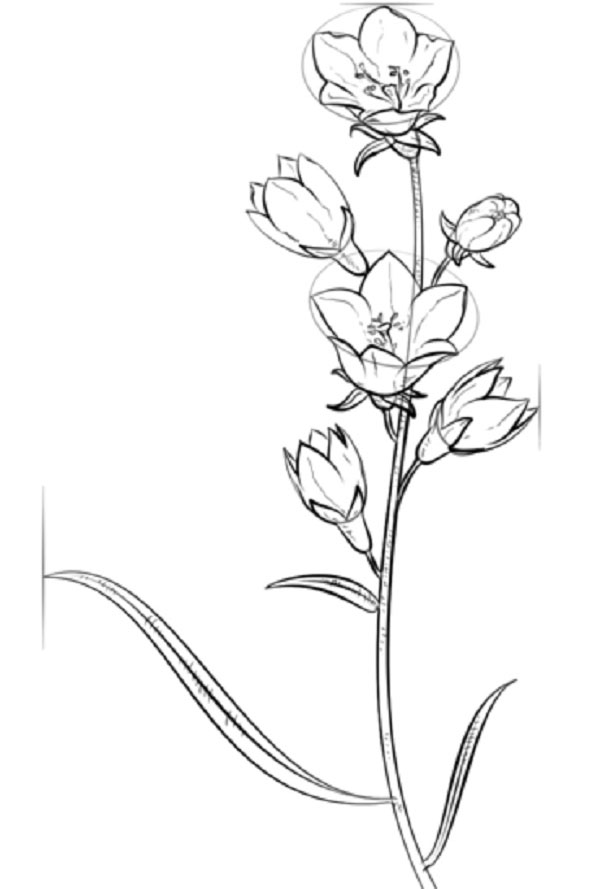 Figurblomma