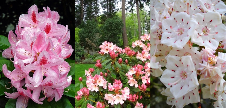 Rhododendron - plantering och vård