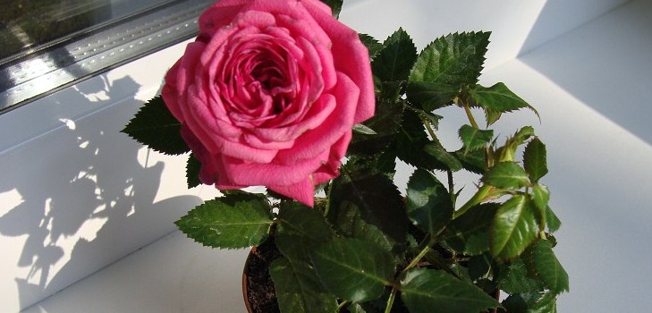 Rose hemma: omsorg och innehåll Rose hemma: omsorg och innehåll