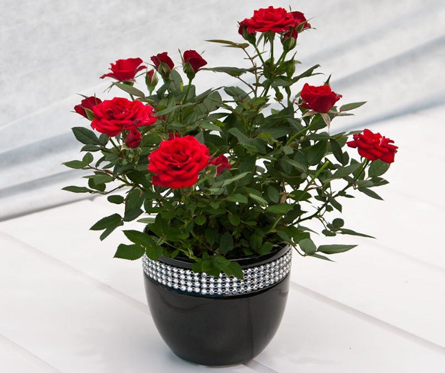 Rose hemma: omsorg och innehåll Rose hemma: omsorg och innehåll