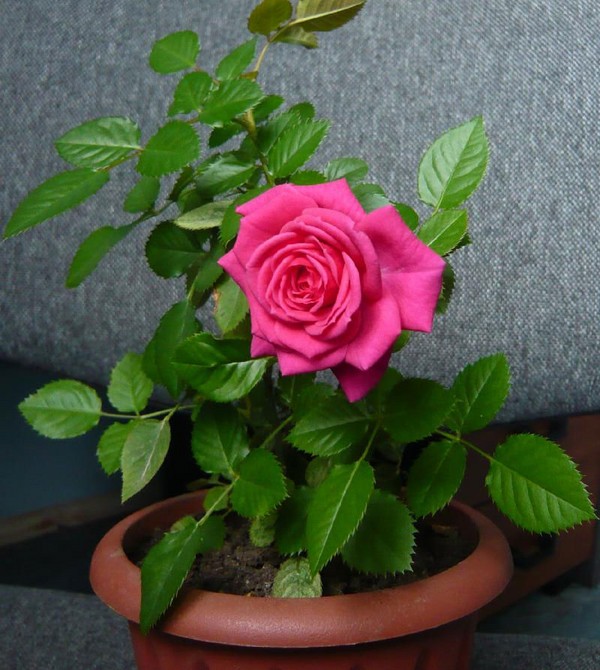 Rose hemma: omsorg och innehåll Rose hemma: omsorg och innehåll