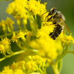 Allergi mot pollen