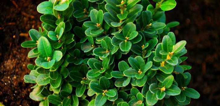 Boxwood - vintergrön dekoration för trädgården och fönsterbrädan