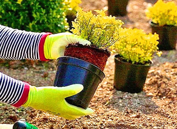 Boxwood - vintergrön dekoration för trädgården och fönsterbrädan