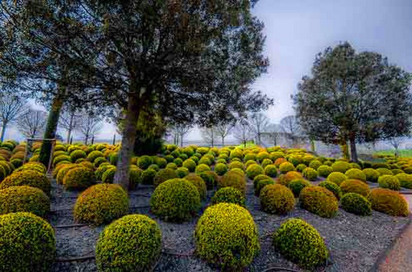 Boxwood - vintergrön dekoration för trädgården och fönsterbrädan