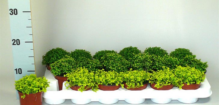 Selaginella: vård