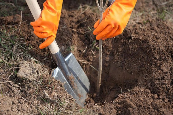 De bästa graderna av päron - beskrivningar, plantering och vård, foto