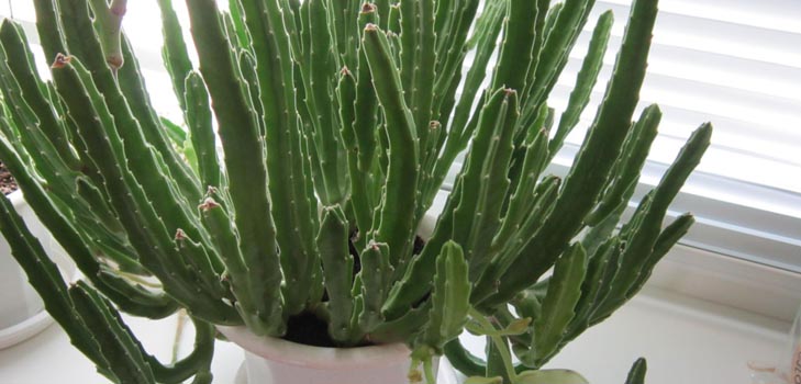 Stapelia: Skötsamma hemma, vackra blomfoton