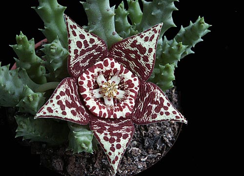 Stapelia: foto och vård hemma