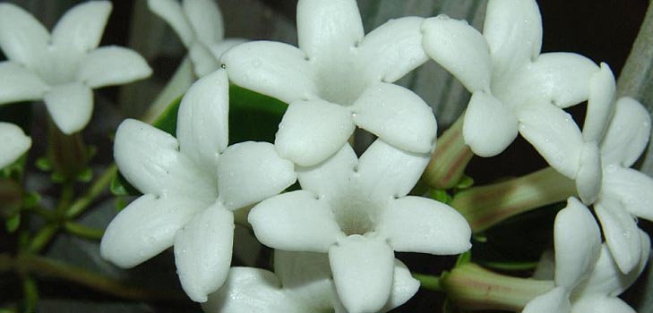Stephanotis: vård och foto