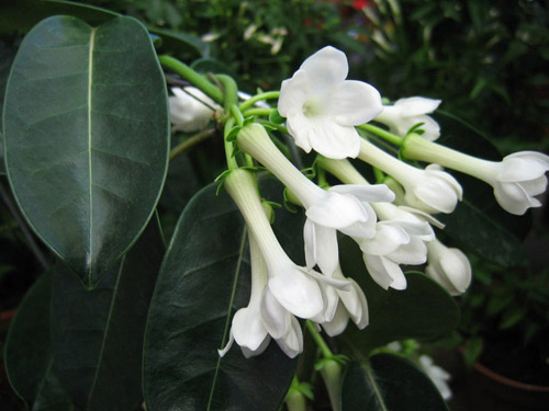 Hur tar man hand om Floribunda's stephanotis