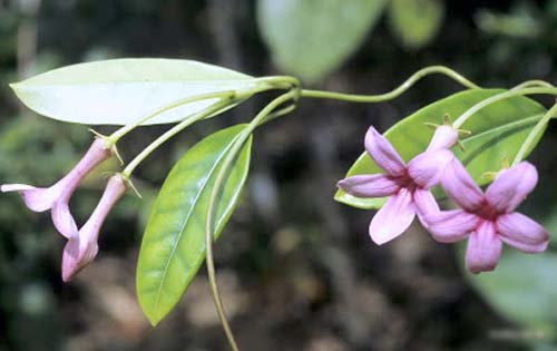 Transplantation av jasmin i Madagaskar