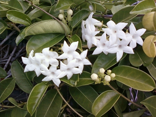 Stephanotis: vård och foto