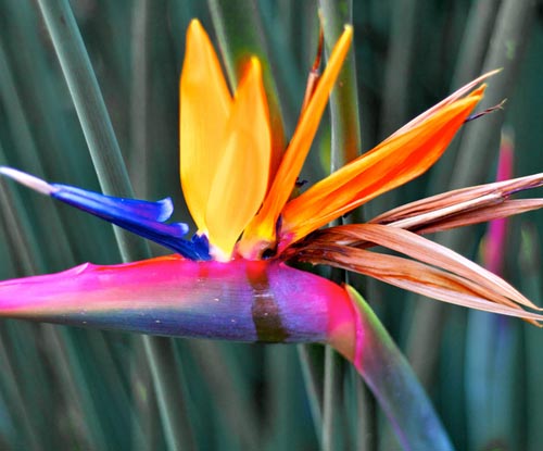 Strelitzia: foto och vård hemma