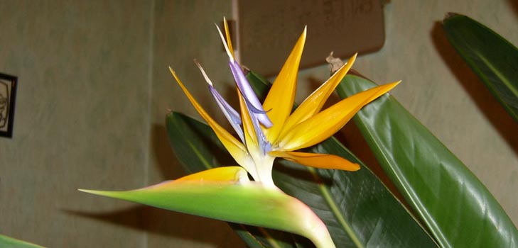 Strelitzia royal: foto och ordentlig vård hemma