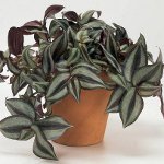 Tradescantia: beskrivning och vård Tradescantia: beskrivning och vård