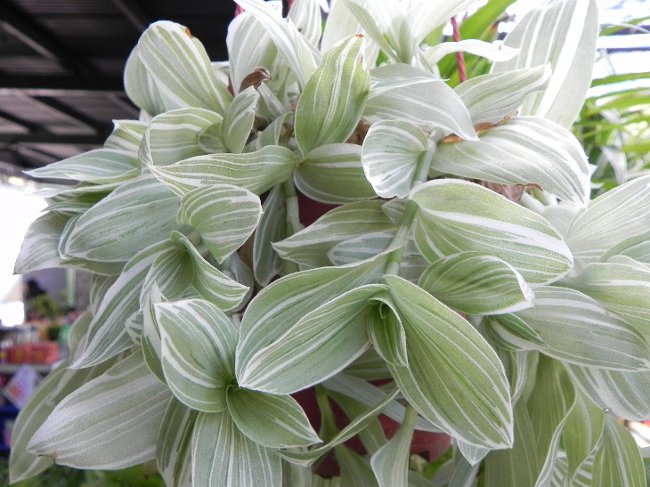 Tradescantia: beskrivning och vård