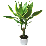 Ta hand om dracaena Ta hand om dracaena