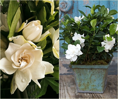 Ta hand om gardenia hemma, foto Ta hand om gardenia hemma, foto