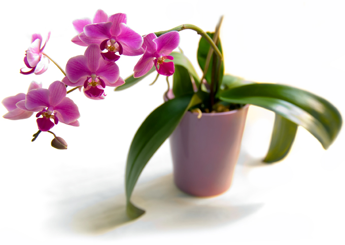 Orkidé vård hemma