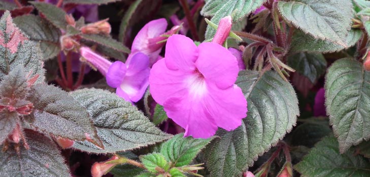 Magnifika achymenes: bilder av olika sorter