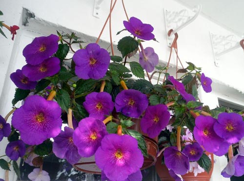 Magnifika achymenes: bilder av olika sorter