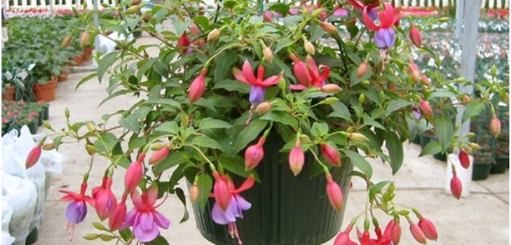 fuchsia blomma