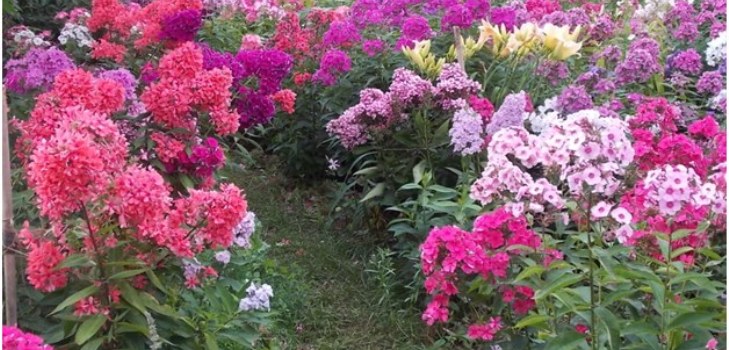 phlox i trädgården