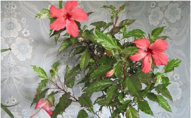 hibiskus i huset