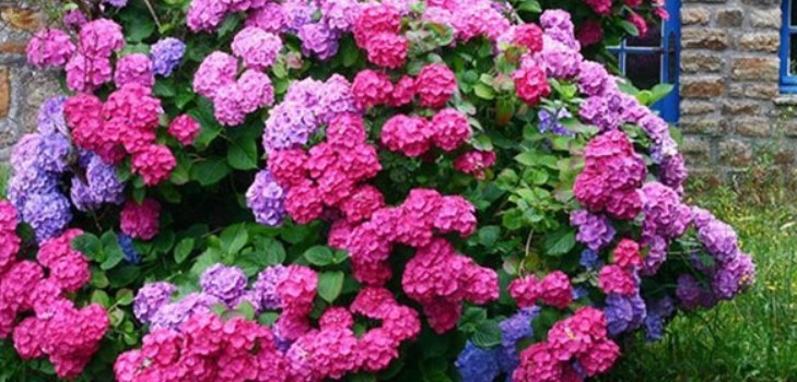 blommor hydrangeas