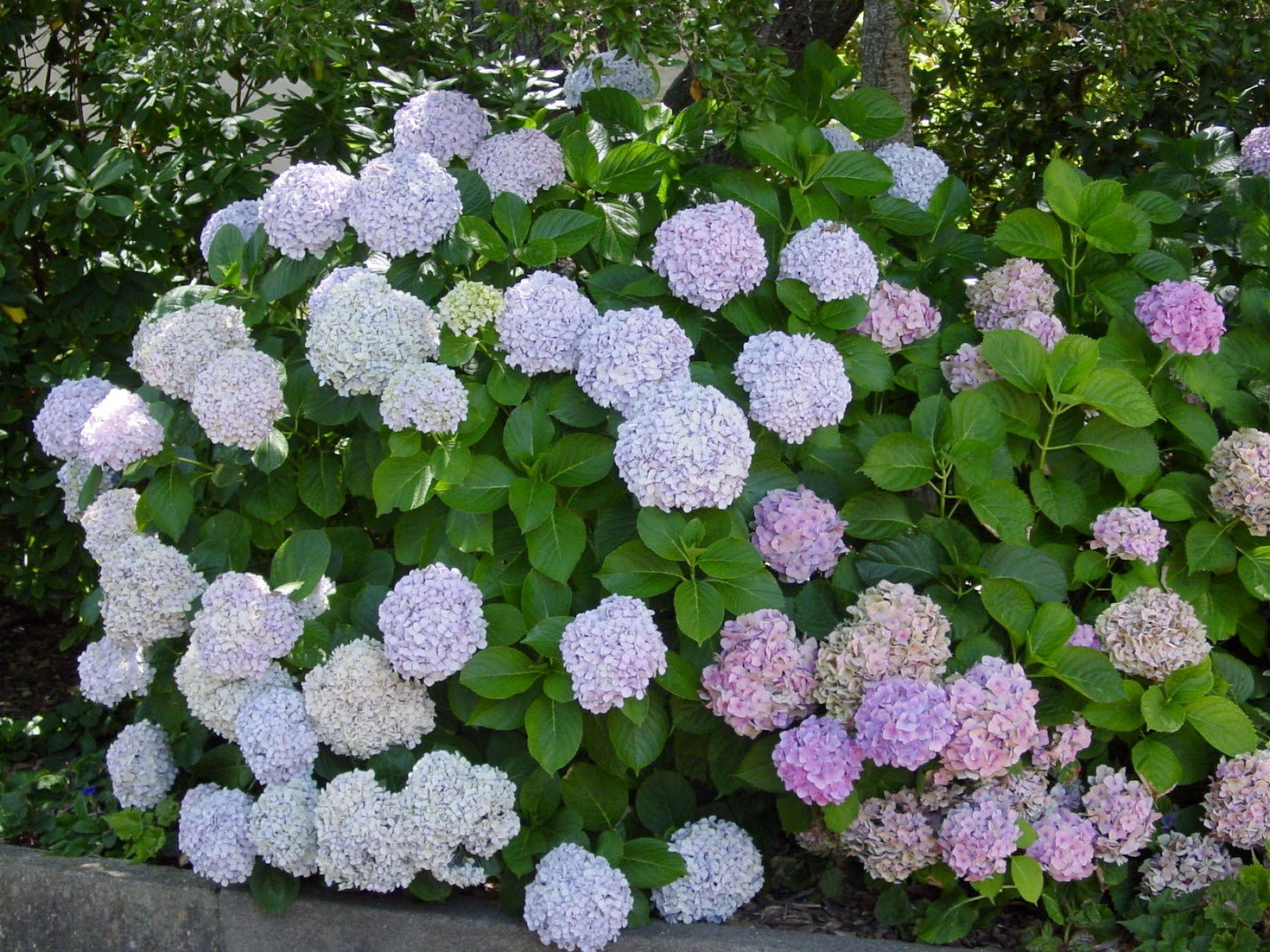 hortensia buske