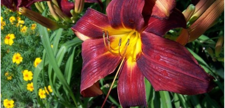 dagblommans blomma