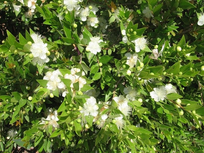myrtle blommar