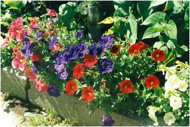 vacker petunia