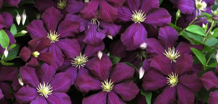 Clematis blommor